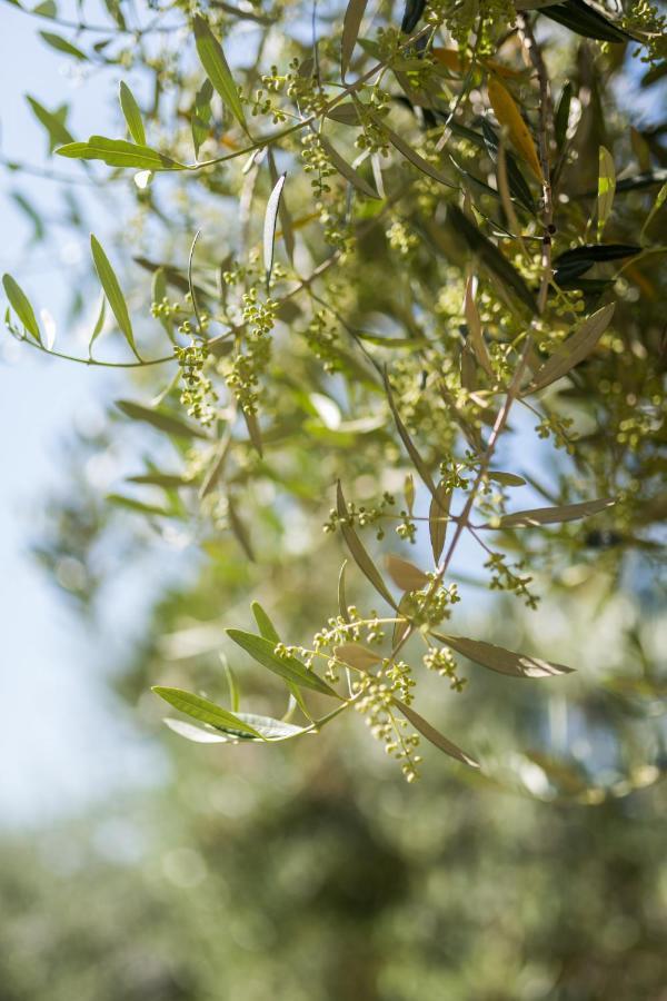 Bb Olive Seget (Umag) Exterior foto